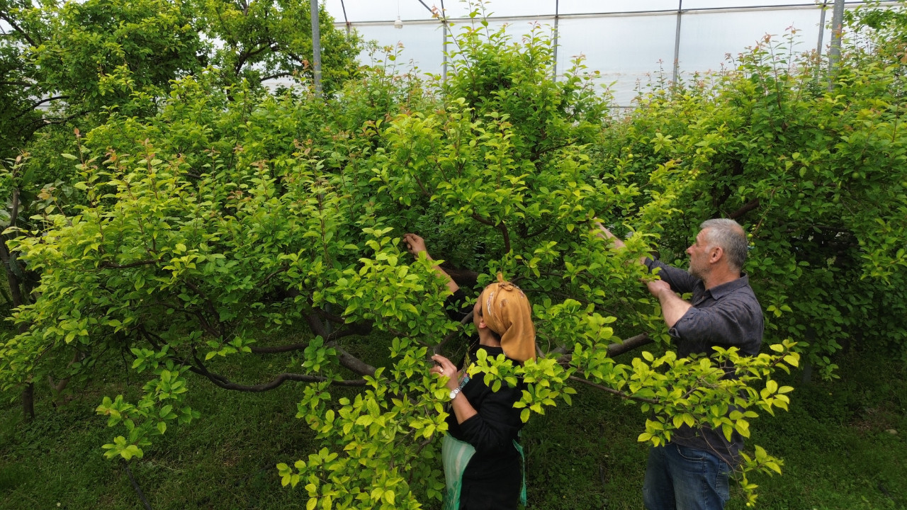 4 bin metrekarede üretip yurt dışına satıyor: Kilosu 500 lira