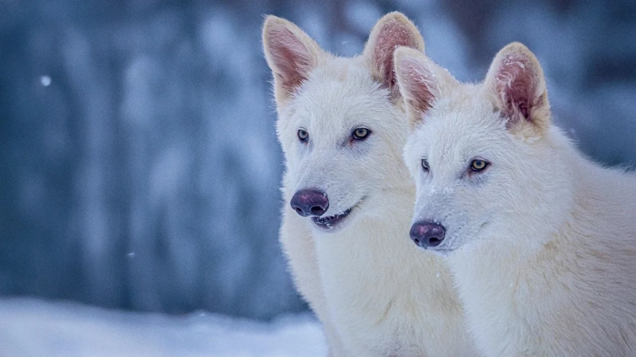 12 bin yıl önce nesli tükenen ulu kurtlar hayata döndürüldü