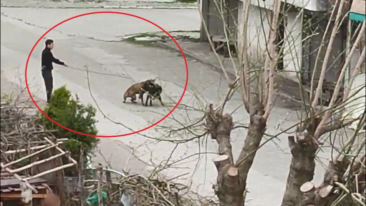 Tasmasından tuttuğu köpeğini, sokak köpeklerine saldırttı