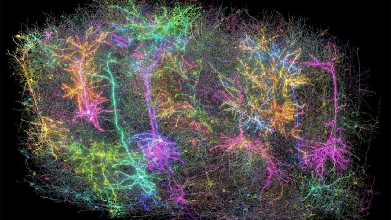 Bugüne kadarki en detaylı beyin haritası: Hiç böyle görmemiştiniz