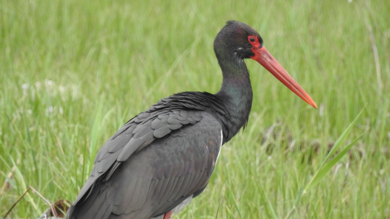 Kara leylek 10 yıl sonra Manisa'da! Yeni rotası: Sülüklü Göl