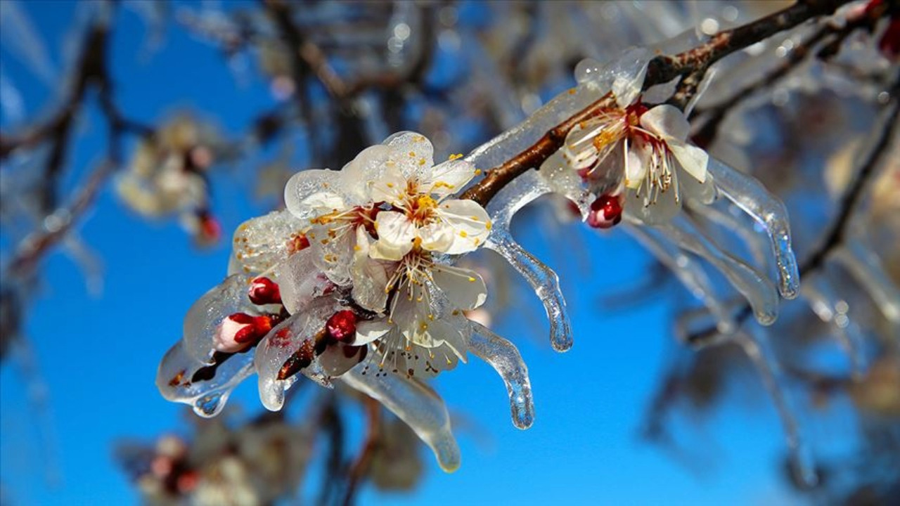 Meteoroloji uyardı: İki gün zirai don tehlikesi var
