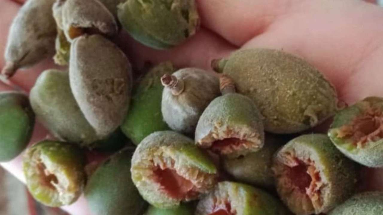 'Bu sadece bir ürün kaybı değil, ekonomik ve sosyal krizdir'