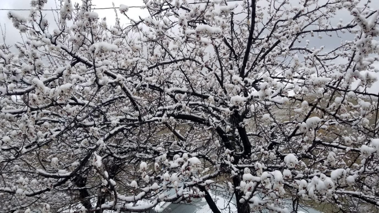 Erzincan'da nisan karı: Çiçekler buz tuttu