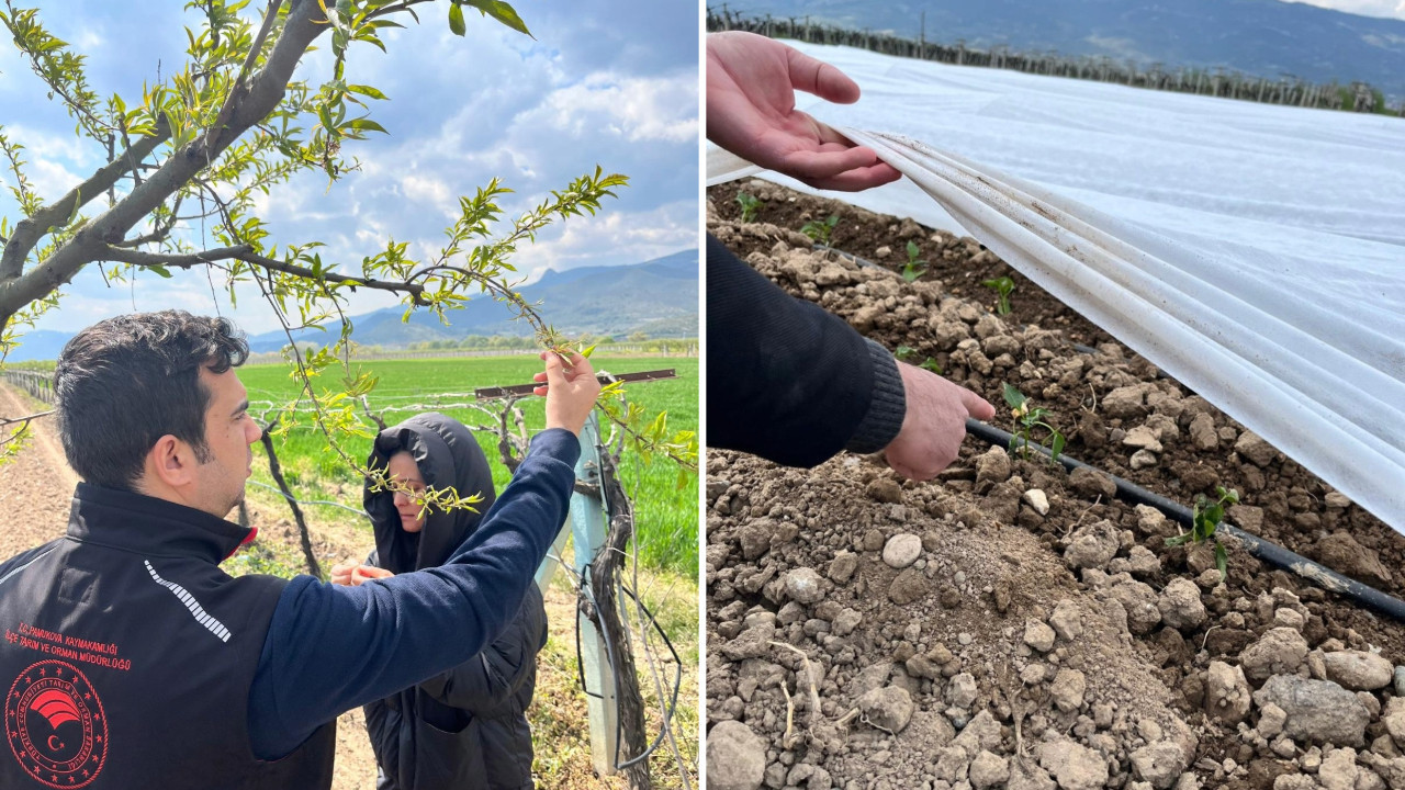 Soğuklar meyve bahçelerini vurdu