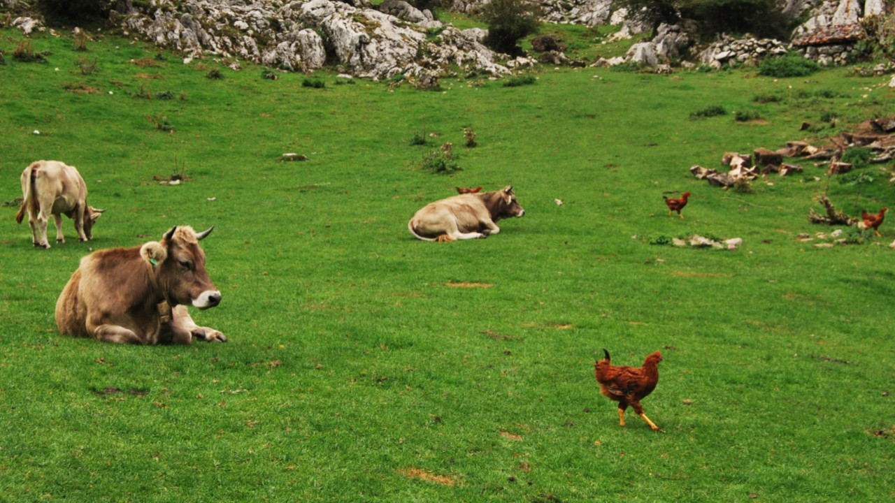 Süt ve yumurta üretiminde sert düşüş