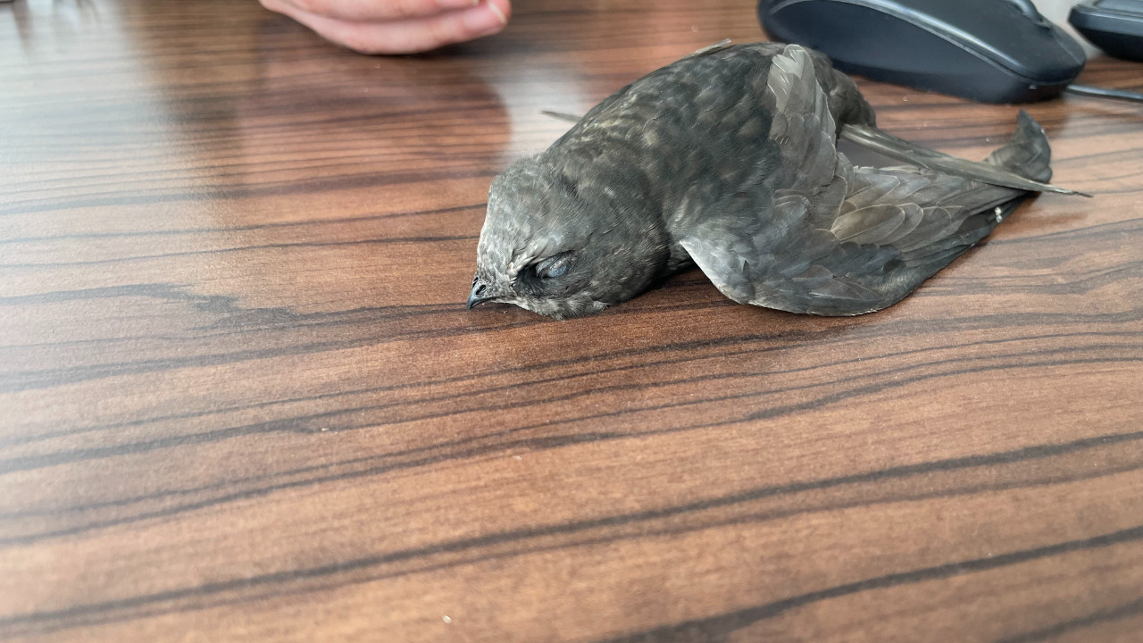 Bitkin halde bulunan ebabil kuşları koruma altına alındı