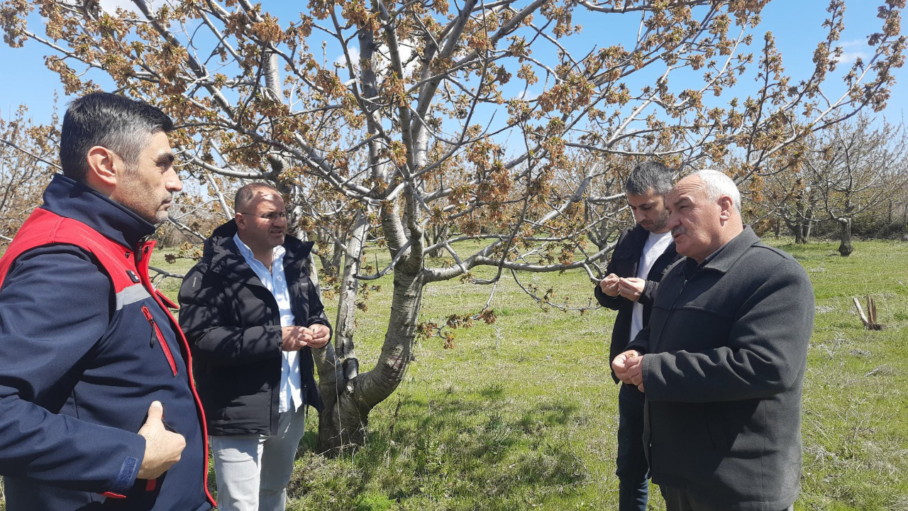 Birçok ülkeye ihraç ediliyor! Don vurdu: 'Bu sene kimse beklemesin'