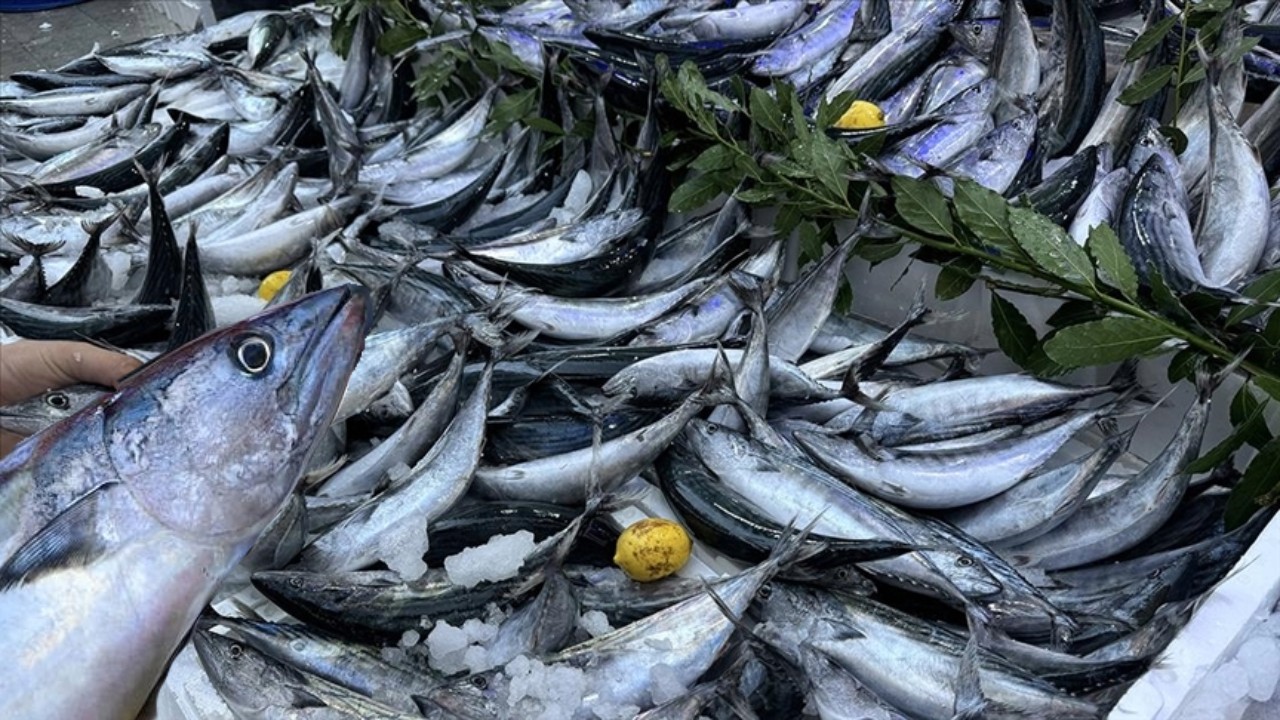 Son yılların en verimli palamut sezonu yaşandı
