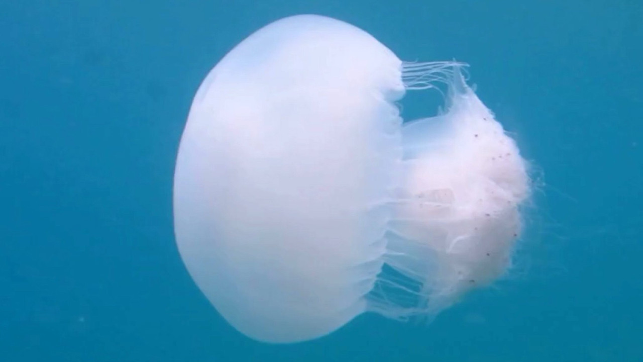 40 kiloluk 'canavarlar' Akdeniz’de: Sakın dokunmayın