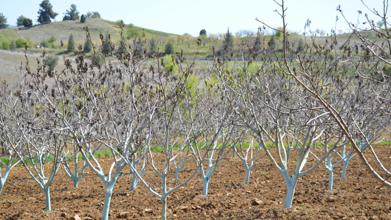 Erkenci kirazlar da don kurbanı: İlk kez böyle bir şey oluyor