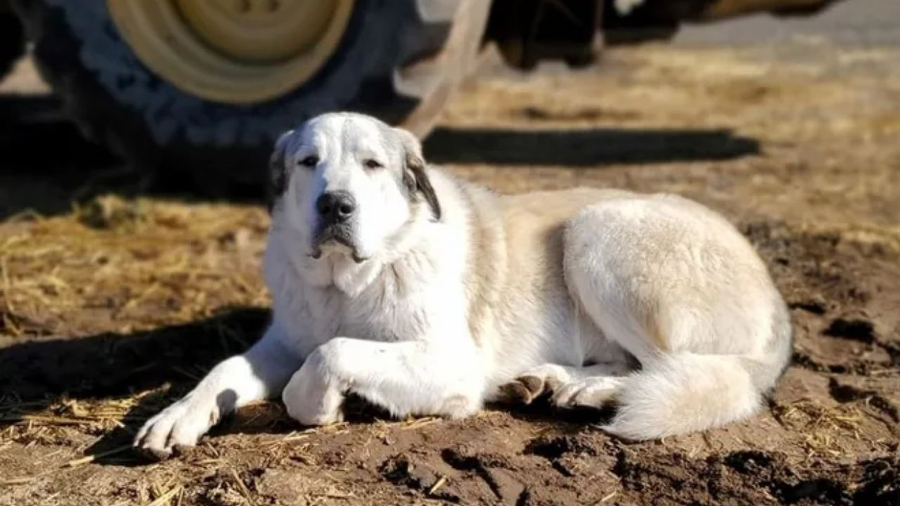 Ormanda kaybolan 2 yaşındaki çocuğu köpek kurtardı