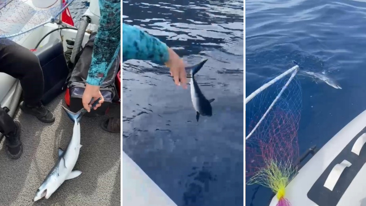 Yavru köpek balığını uyardı: 'Bir daha oltamıza gelme'