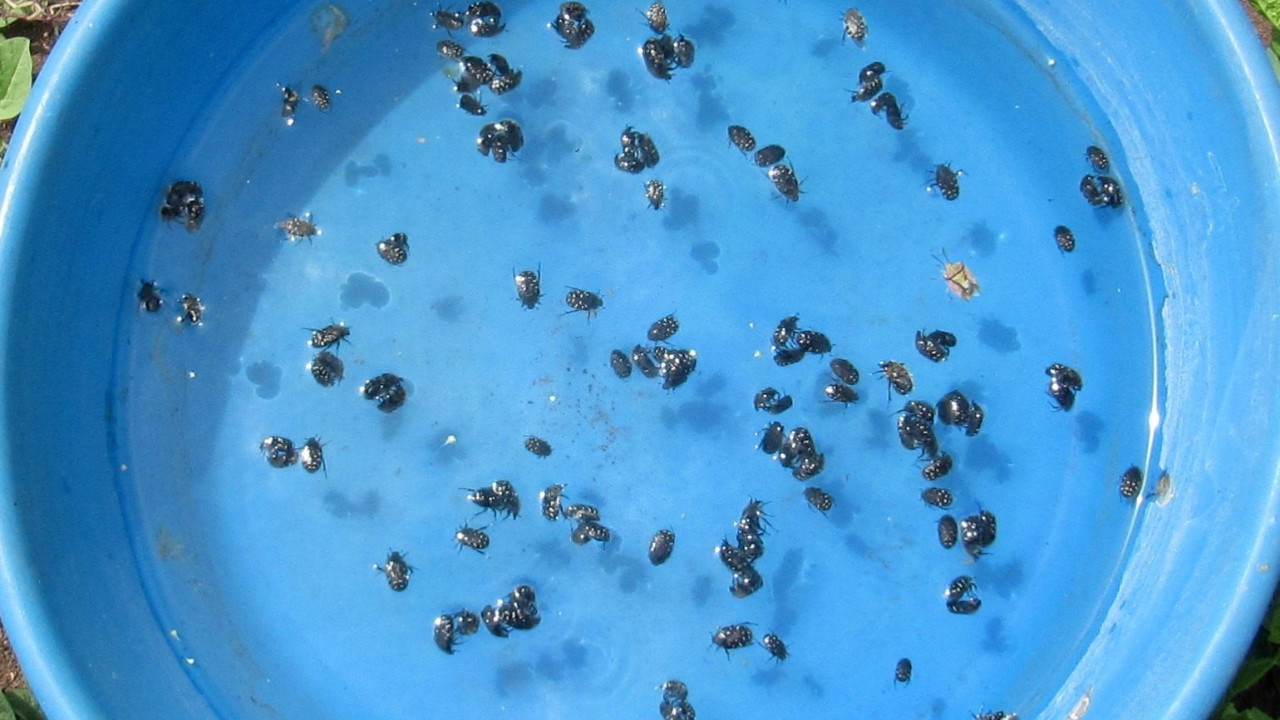 Meyve bahçelerinde verimi düşüren böceğe mavi leğenli önlem