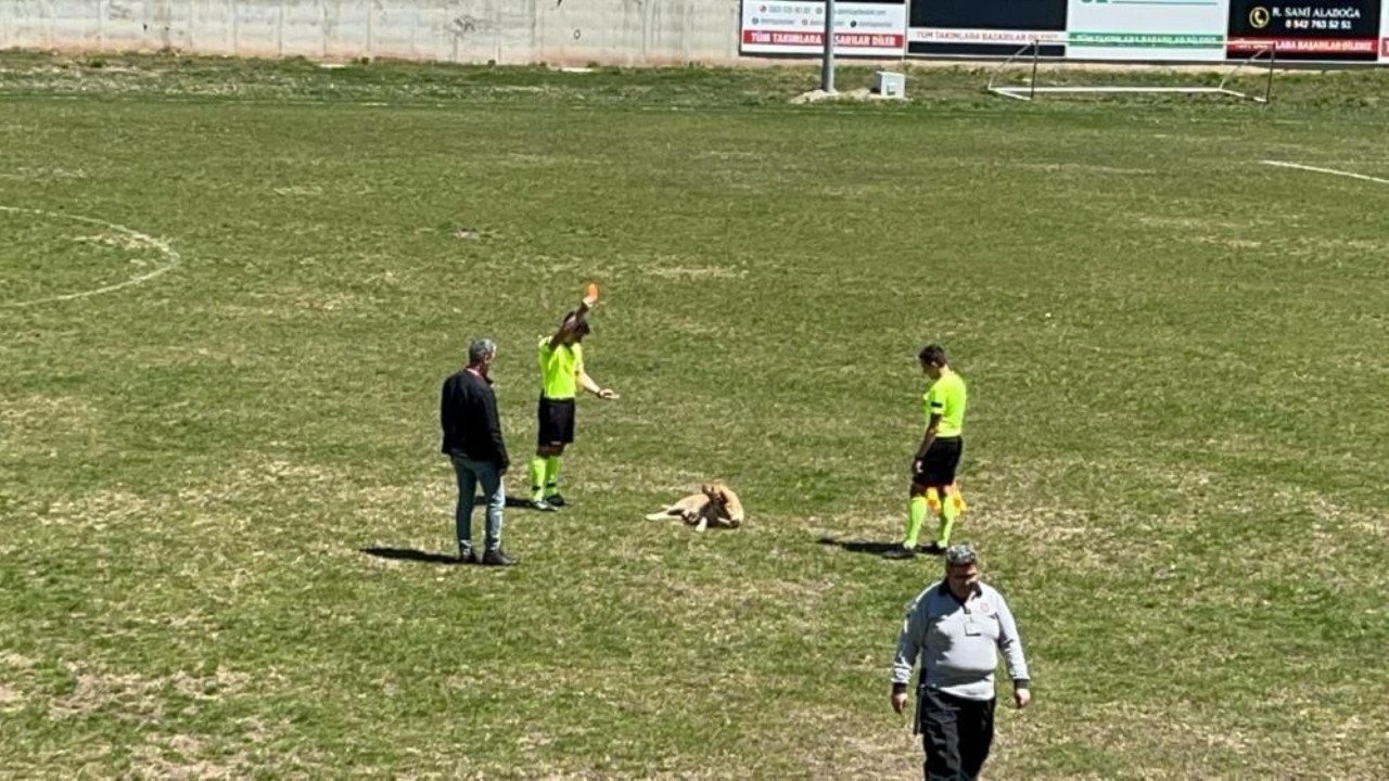 Sahaya giren köpeğe hakemden kırmızı kart