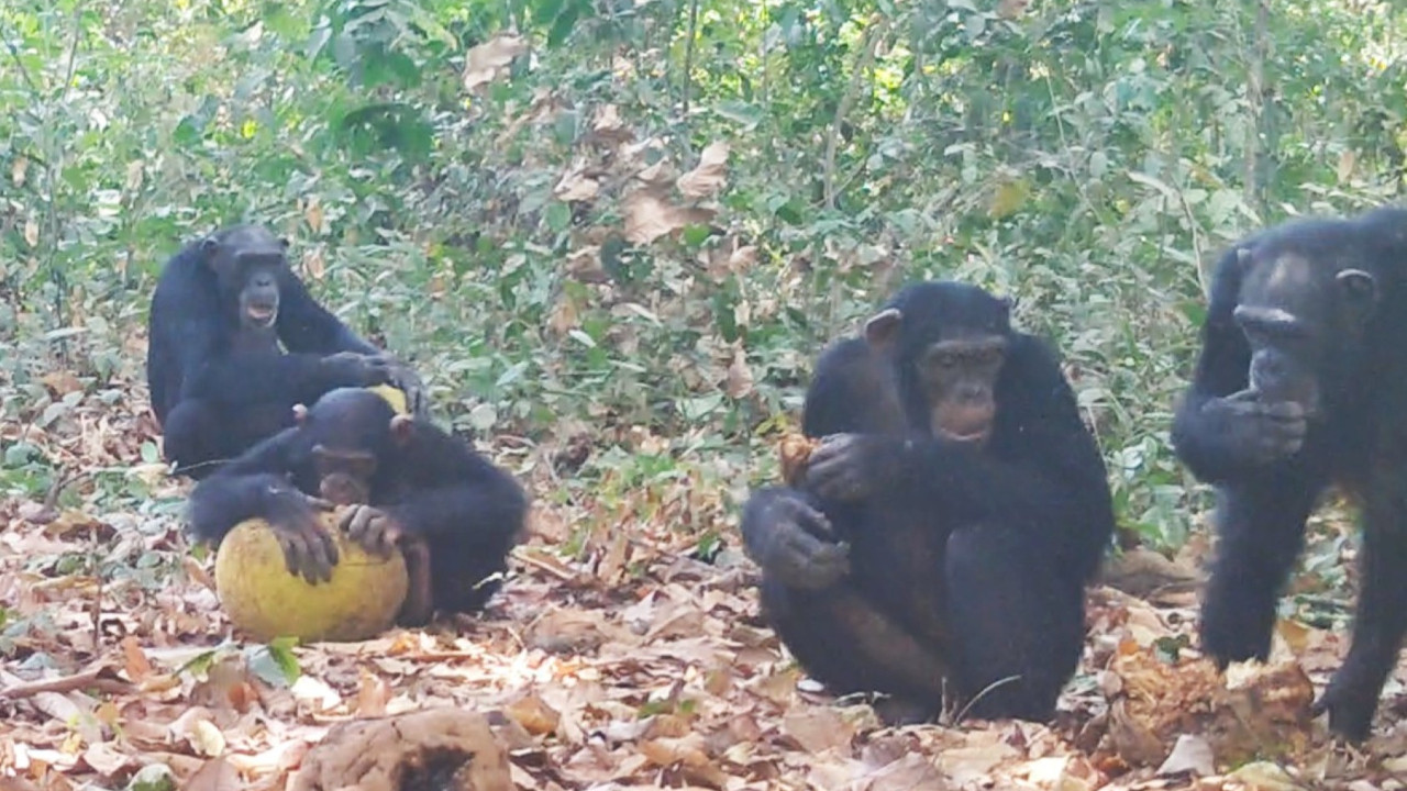 Çarpıcı kareler: Bilim insanları bar kültürünün temelini buldu