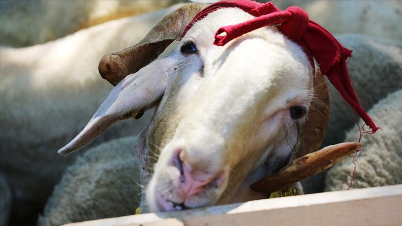 Diyanet açıkladı: Vekaletle kurban kesim bedeli belli oldu