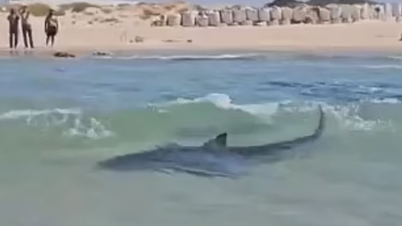 İsrail'de korku dolu anlar: Köpek balığı, turisti yedi