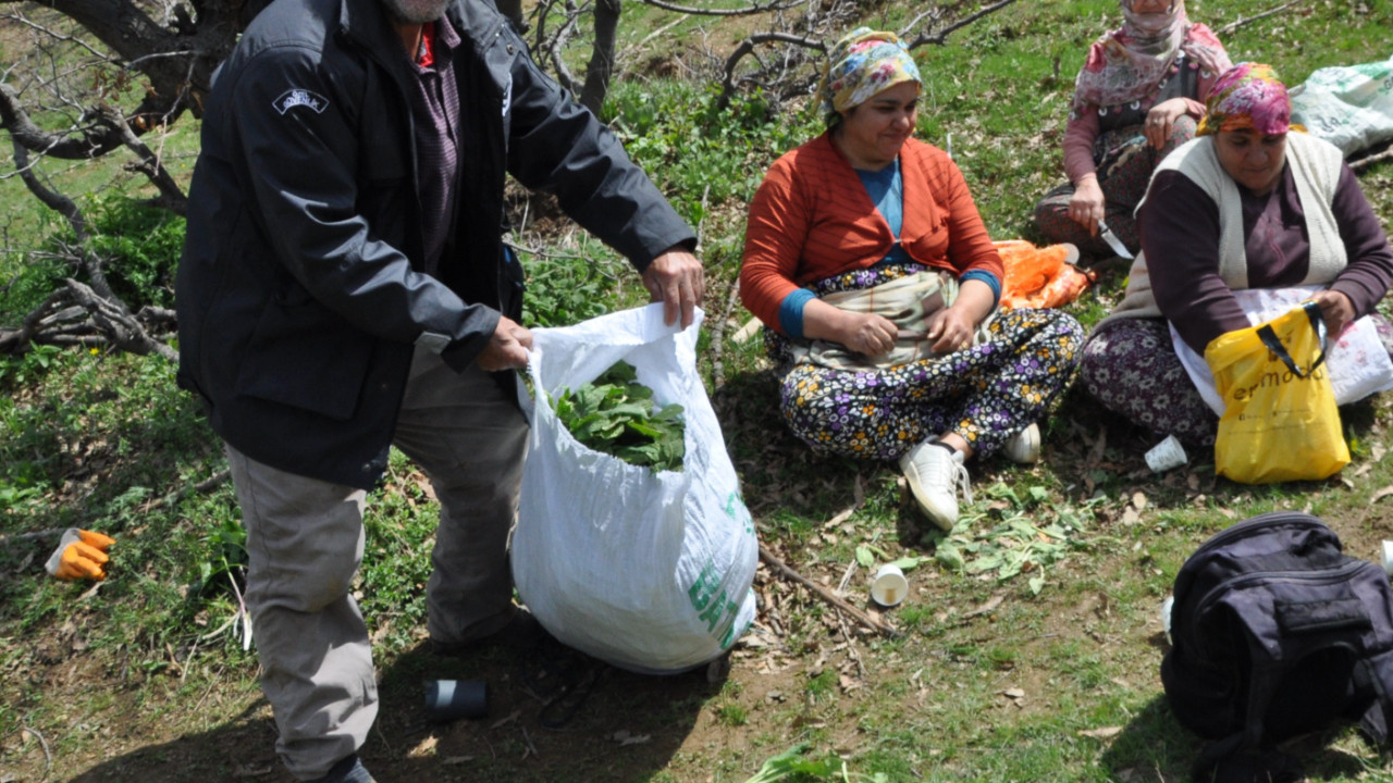 Dağlarda kendi kendine yetişiyor: Kilosunu 250 liradan satıyorlar