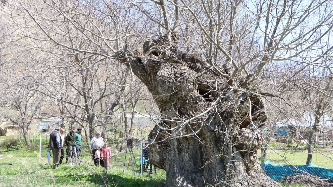 Asırlık ceviz ağacının kovuğuna 12 kişi sığdı