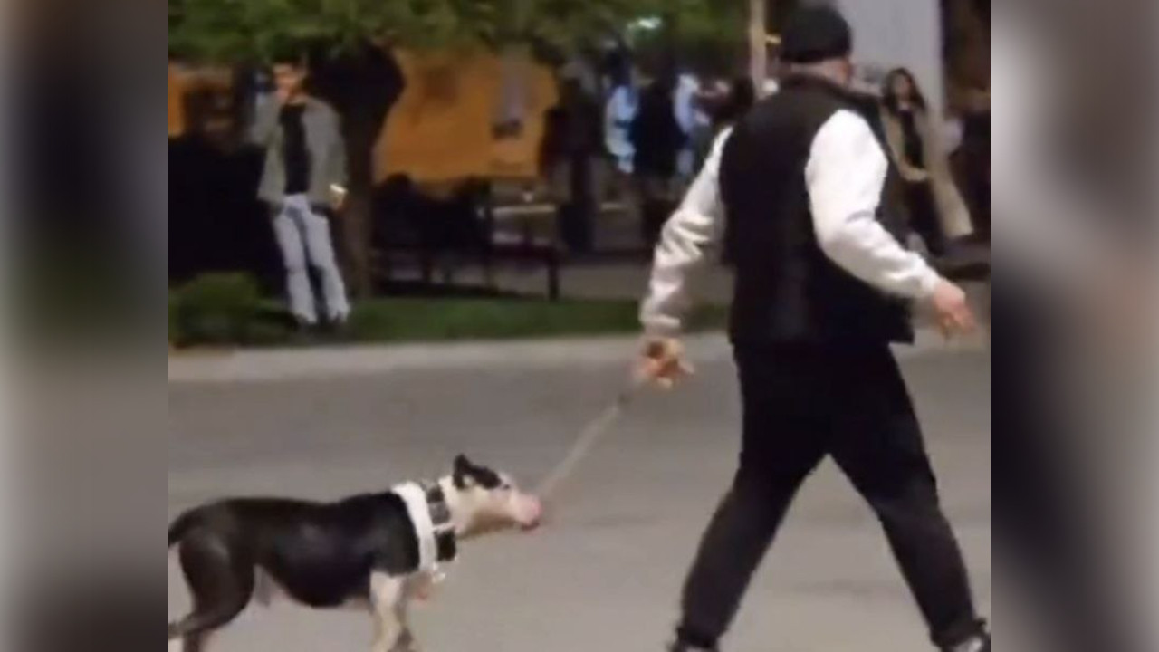 Köpeğini diğerlerinin üzerine salmıştı: Para cezası