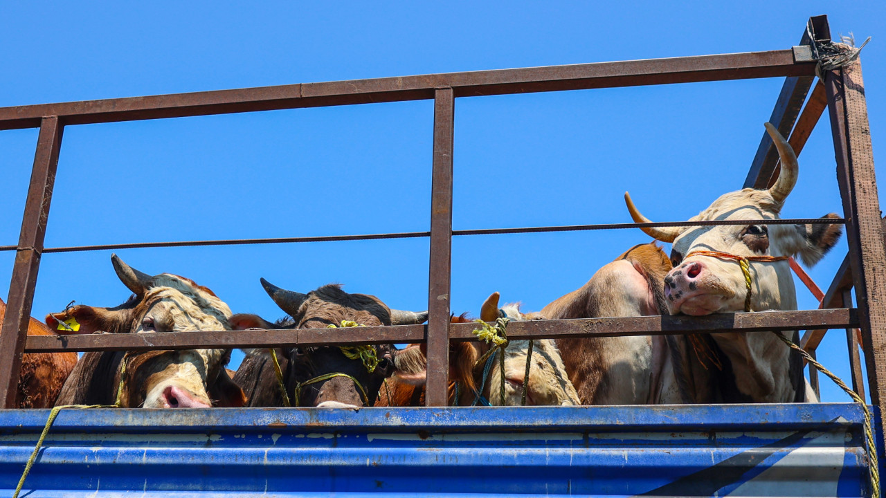 Kurban Bayramı öncesi hayvan nakline düzenleme