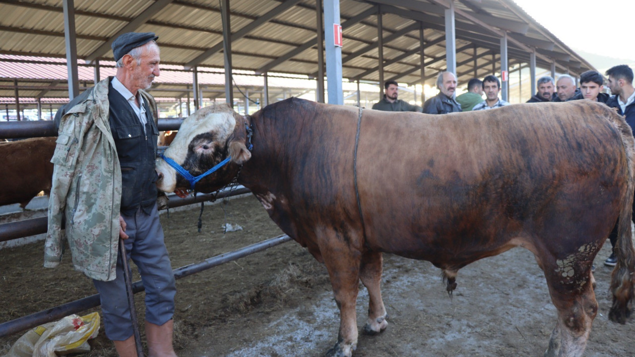 Kurban pazarlarında hareketlilik: Fiyatlar netleşiyor