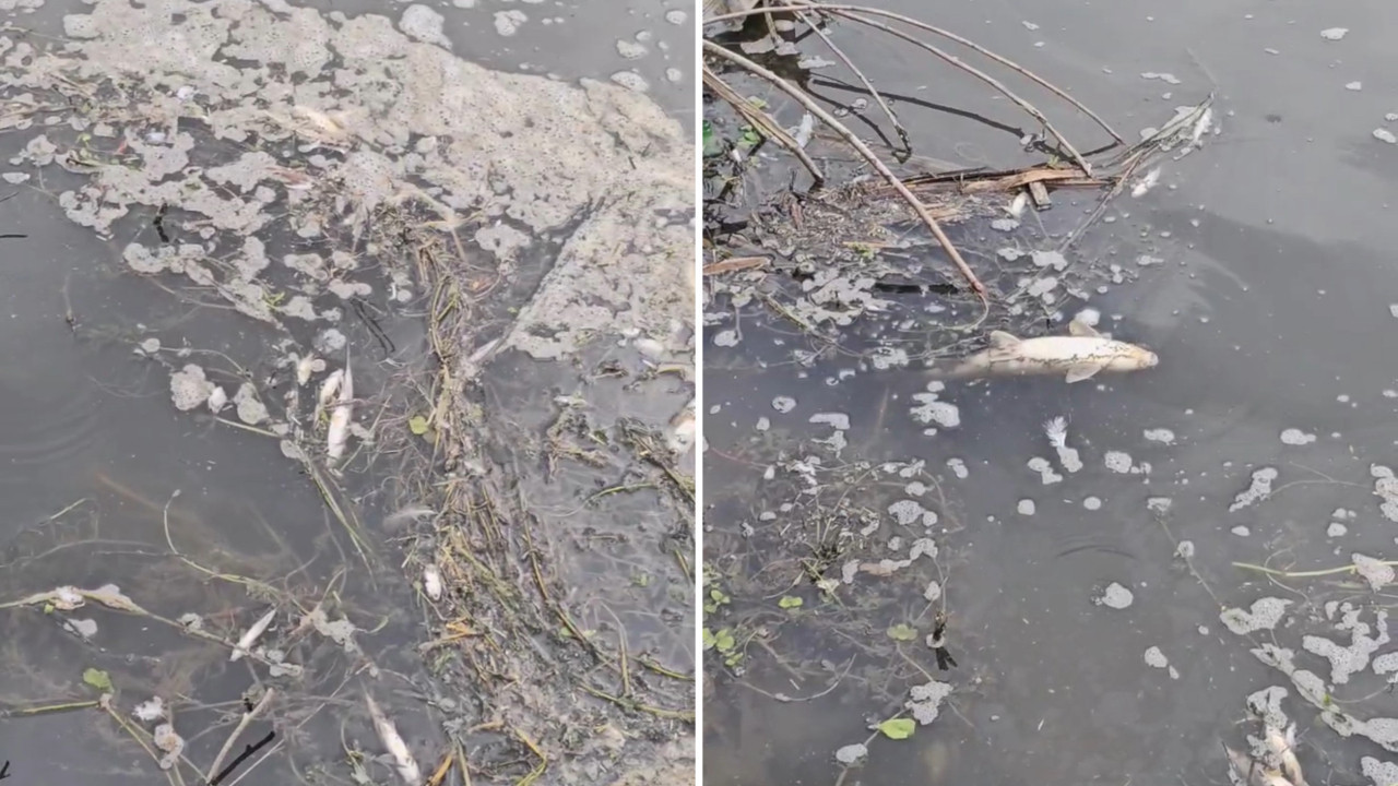 Yeşilırmak'ta toplu balık ölümleri