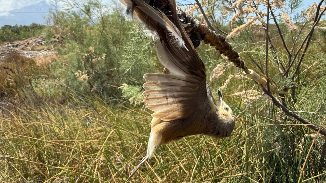Bunu yapan 'insan': Dallara yapıştırıcı sürüp kuşların ölmesini beklediler