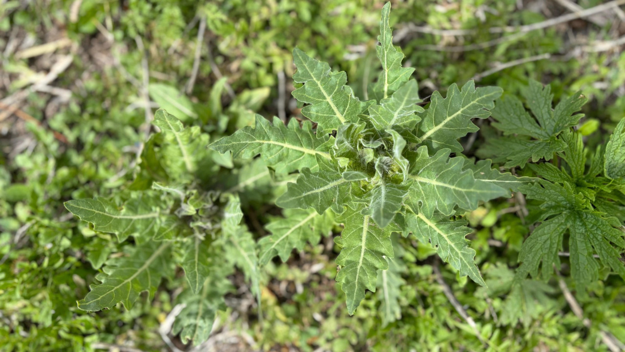 'Deli bat bat otu' yiyen çocuklar hastanelik oldu