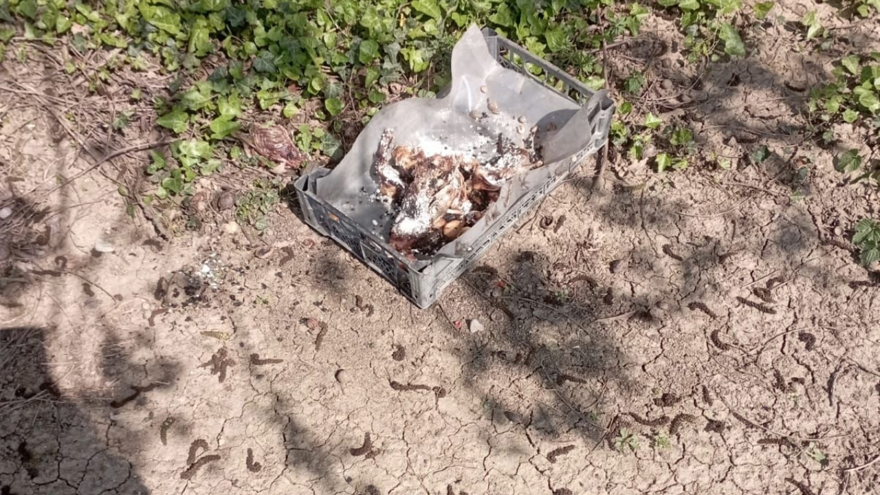 Köpeklere hain tuzak: 8'i öldü