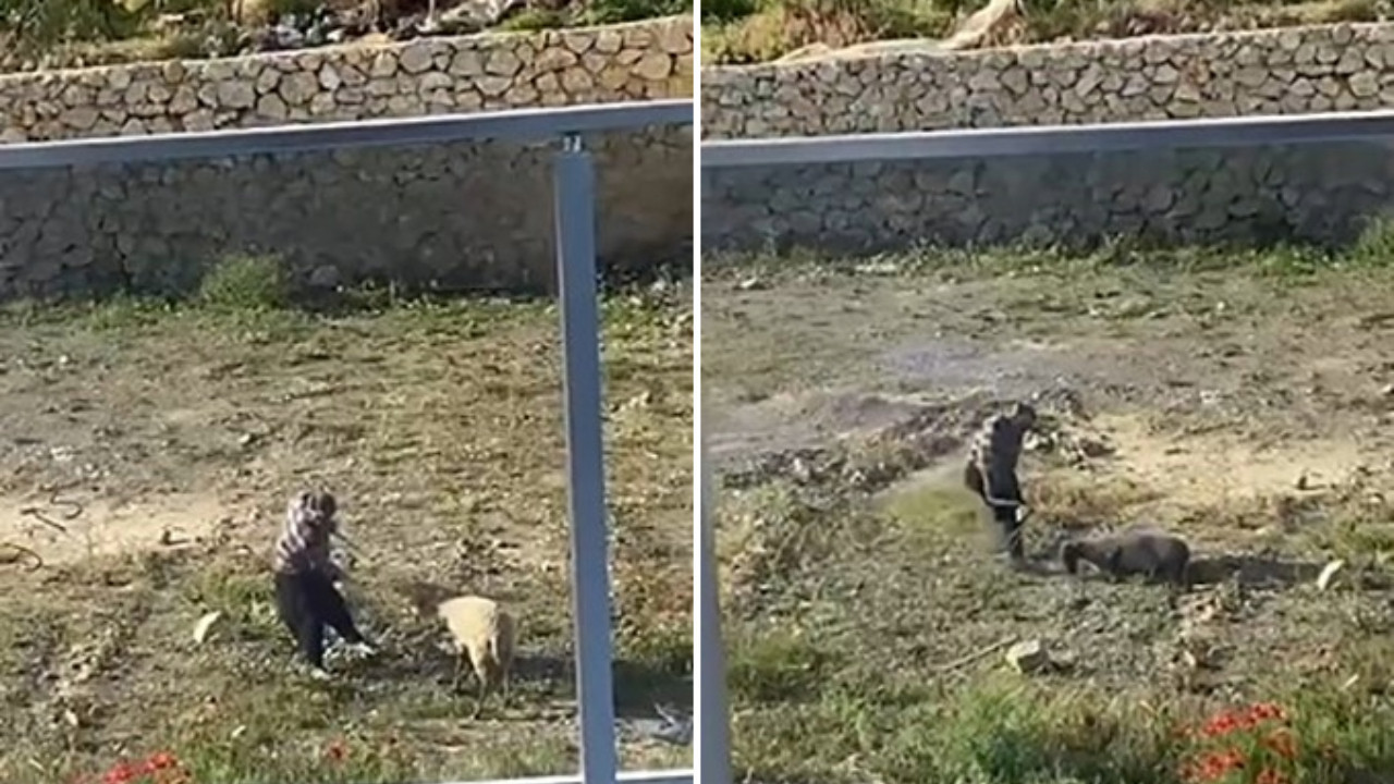 Koyuna tekme atıp iple eziyet etmişti: Tutuklandı