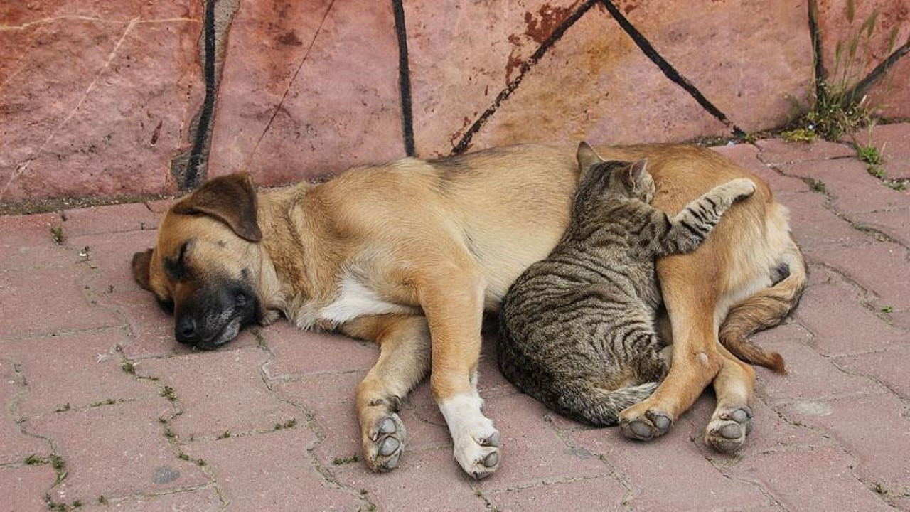 Doktor, sahiplenme bahanesiyle evine aldığı hayvanları katletti