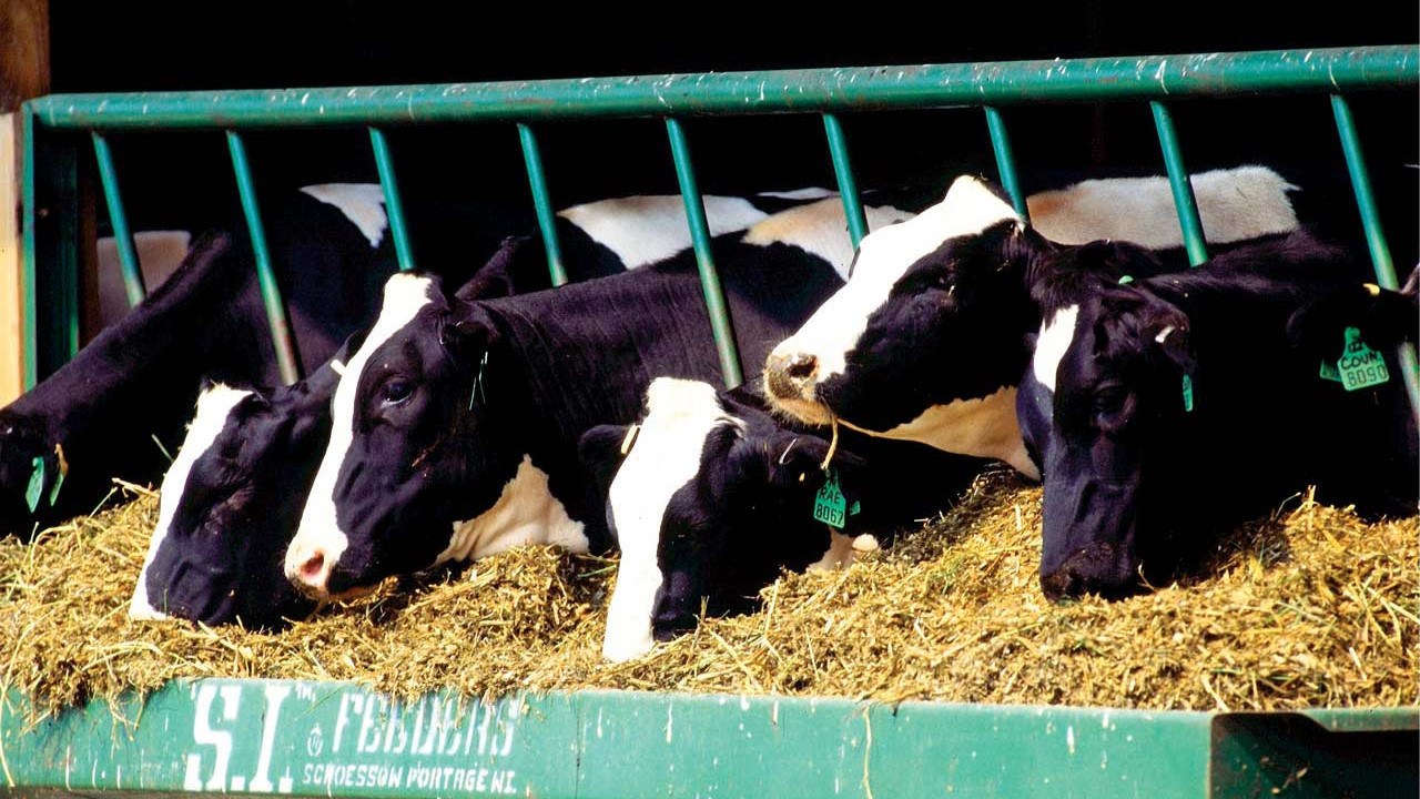 İBB’nin kurban kampanyasında hisse bedeli belli oldu