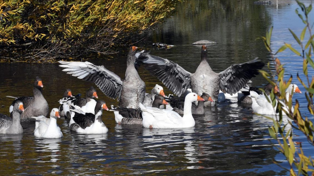 Savunma Bakanlığı'nı kazlar işgal etti