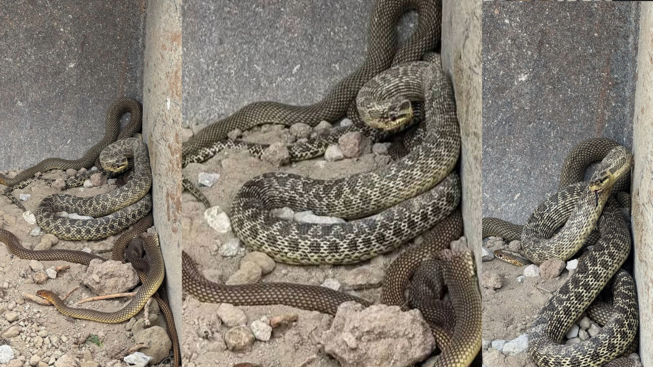 Toprak kazarken ortaya çıktılar, boyları 2,5 metreden uzun