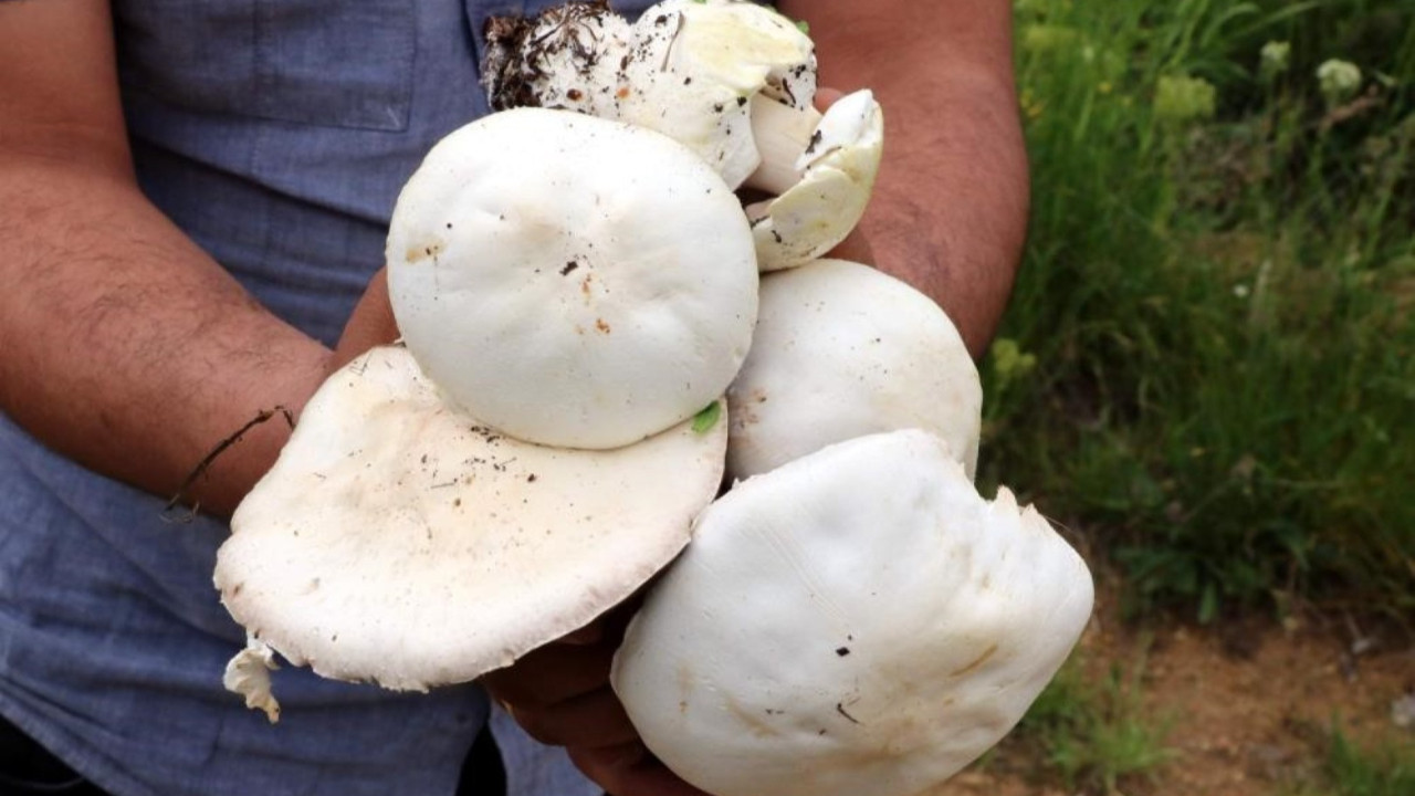 2 bin rakımın üzerinde yetişiyor: Toplamak için 7 saat yürüdüler