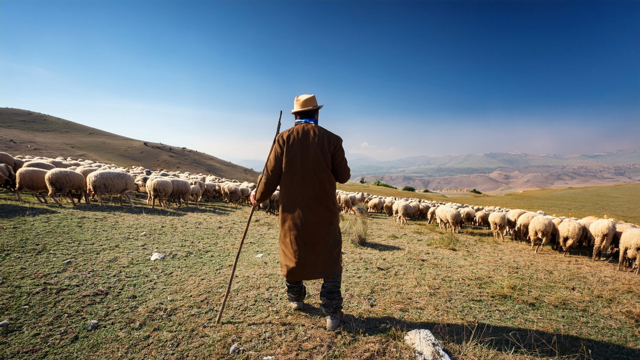 60 bin liraya çoban bulamıyor: “Gece gündüz dağdayız aylık 100 bin lira istiyoruz”