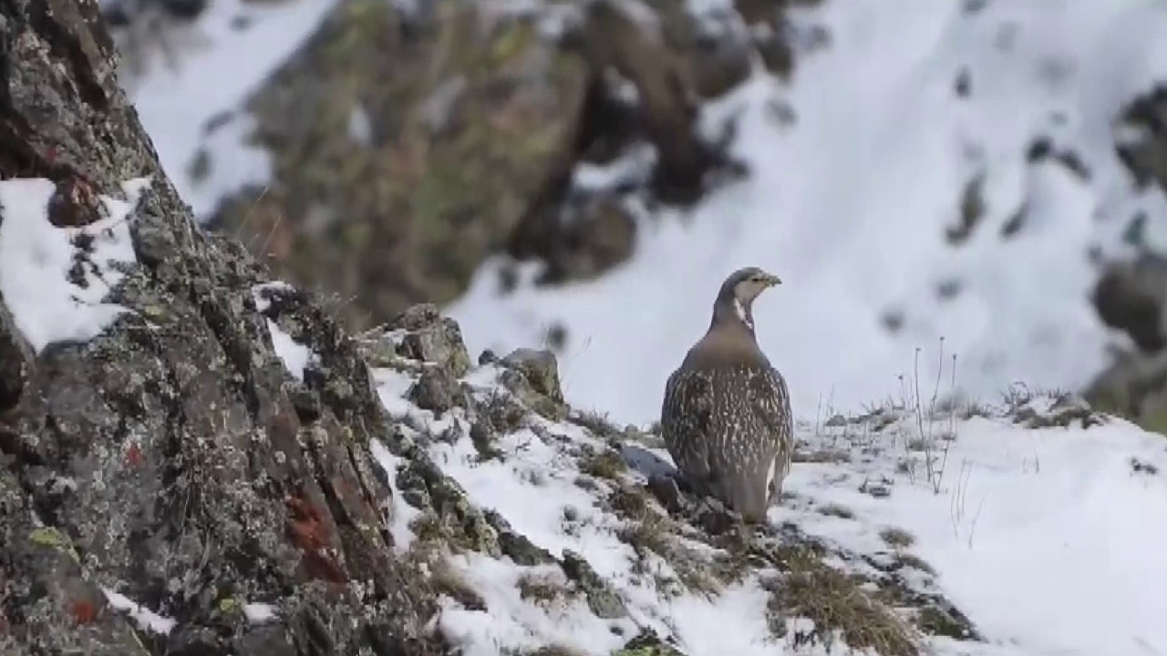 Nesli tükenmekte olan Ur Kekliği Erzurum'da görüntülendi
