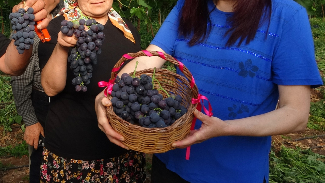 Turfanda ‘siyah inci’ hasadı başladı: Kilosu 250 liraya kadar çıktı