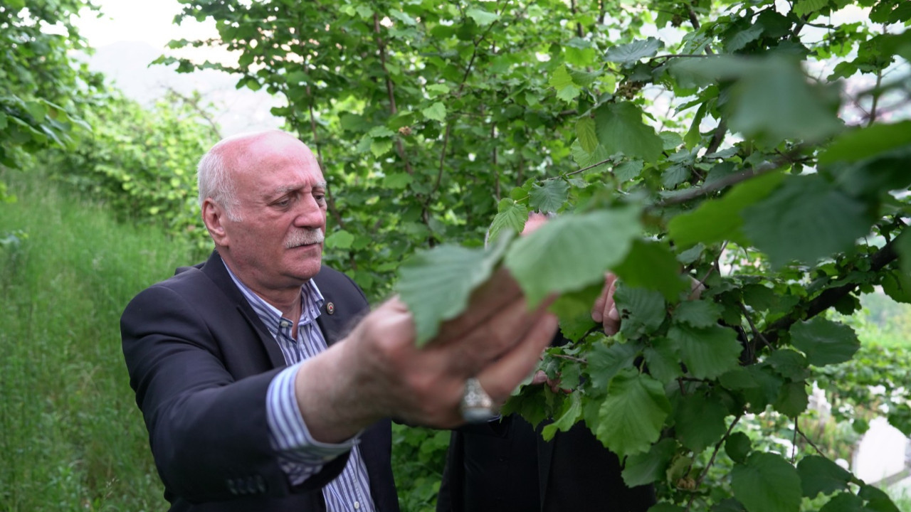 Fındıkta zirai don zararı yüzde 100
