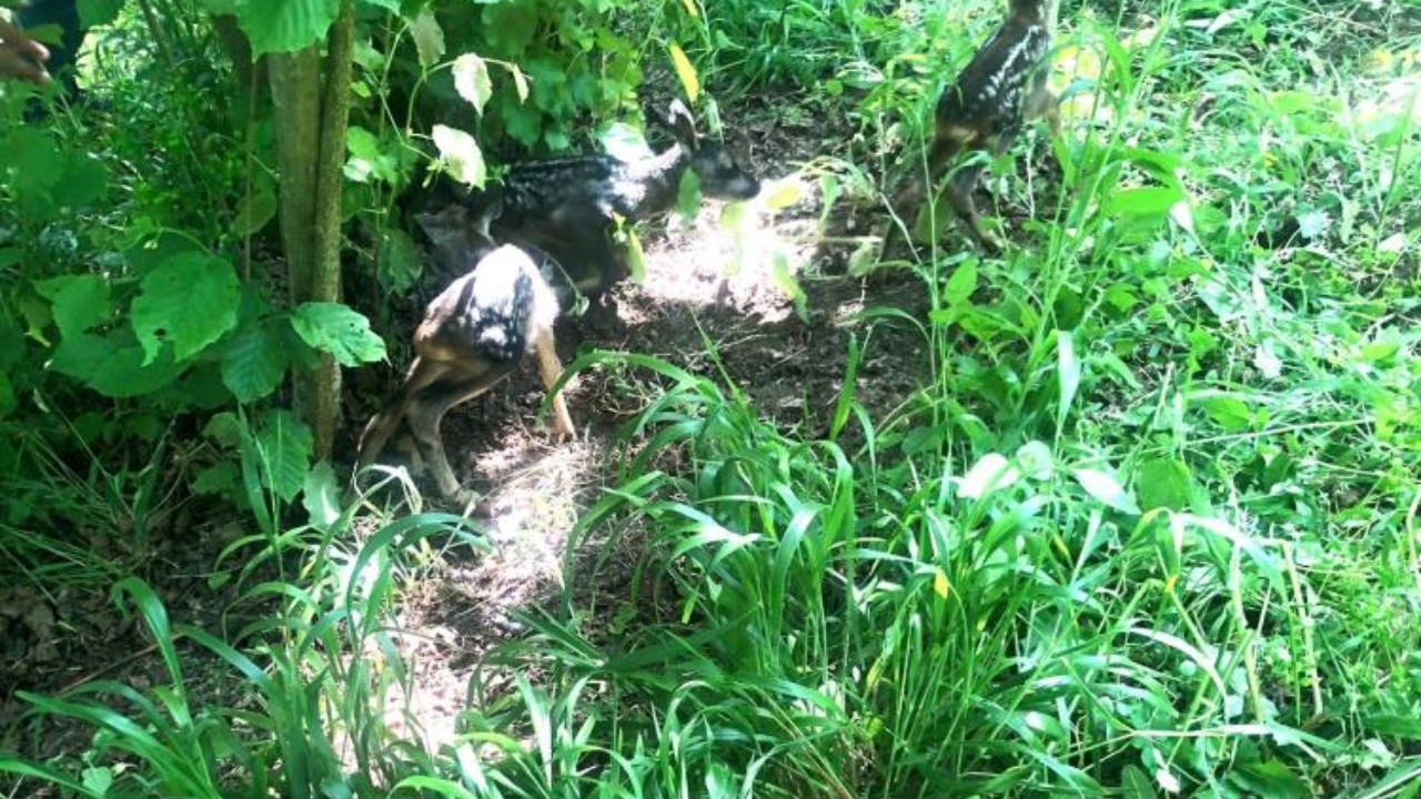 Tarlada buldular, seferber oldular