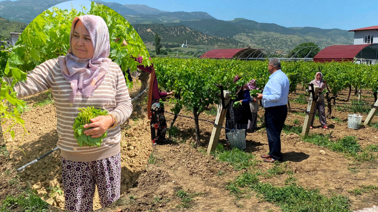 Yaprağı meyvesinden daha çok kazandırıyor