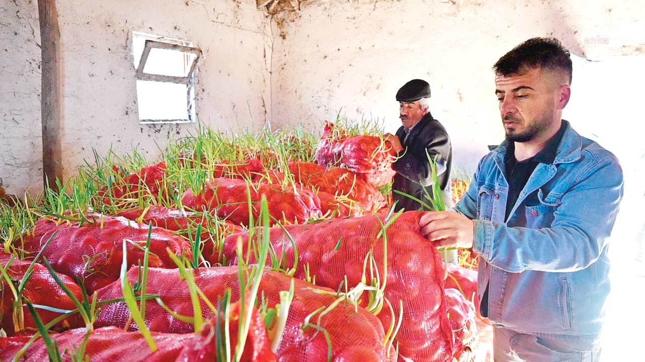 Bizimki depoda kaldı Mısır’dan soğan aldık