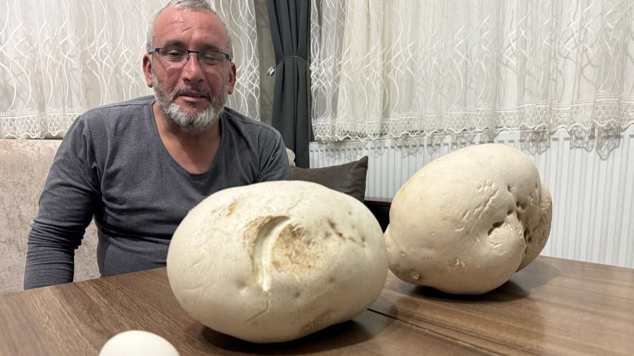 Gezide dev mantarlar buldu