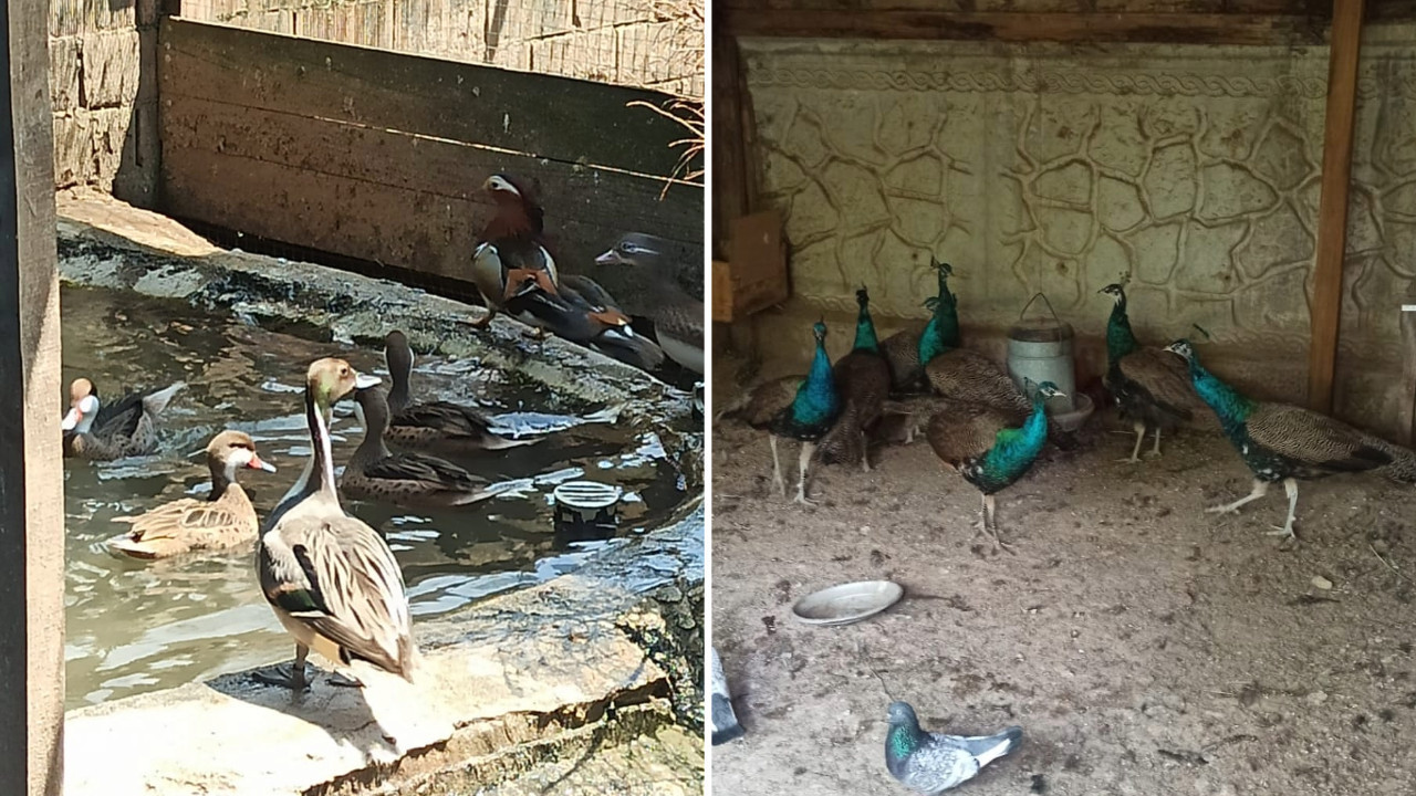 Evinden 129 yaban hayvanı çıktı