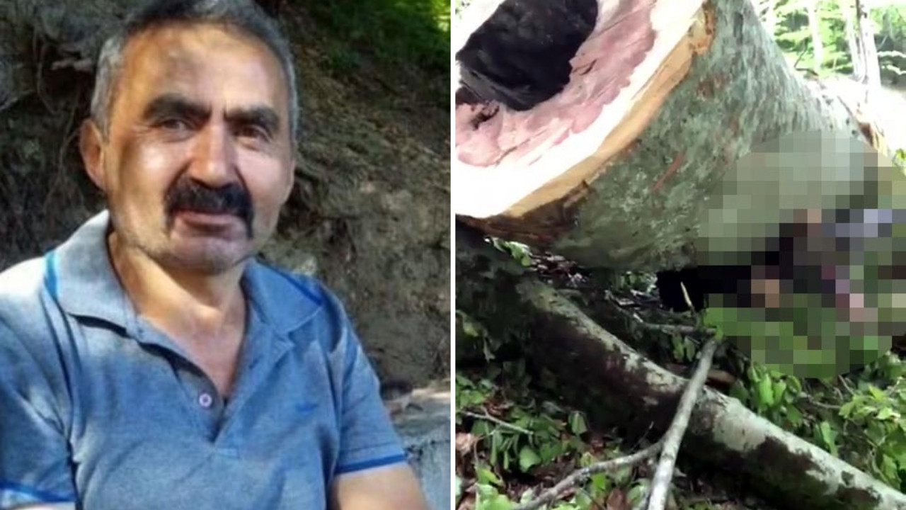 Kesim işçisi feci şekilde can verdi: Kestiği ağaç üzerine devrildi