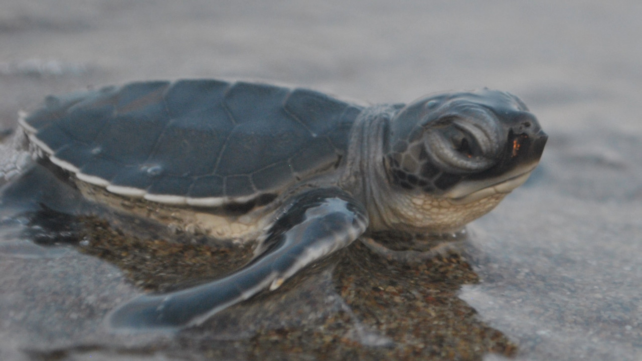 Yüzbinlerce yavru deniz kaplumbağası denizle buluştu