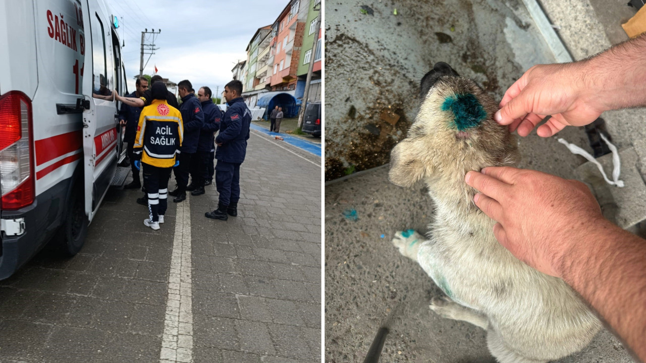 'Pes' dedirten olay: Bu kez insan köpeği ısırdı