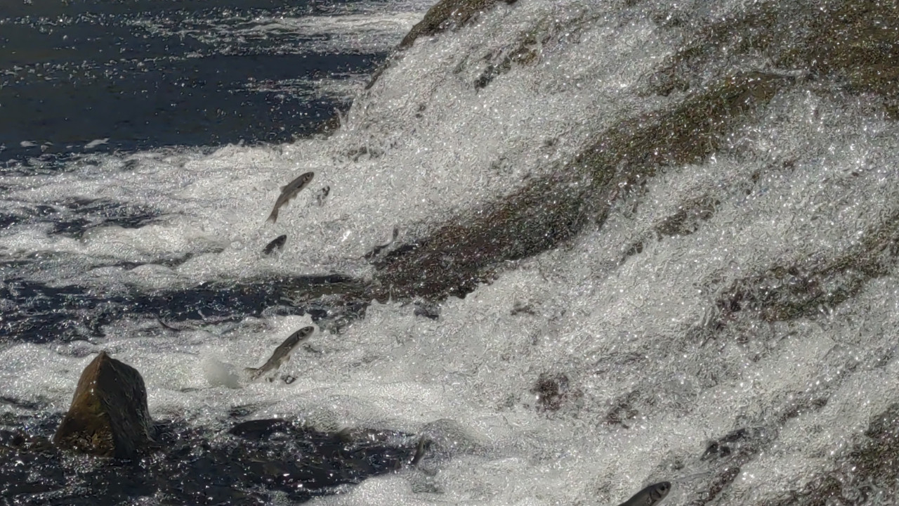 İnci kefali zıplamaya başladı: Ama bu yıl işler farklı olabilir